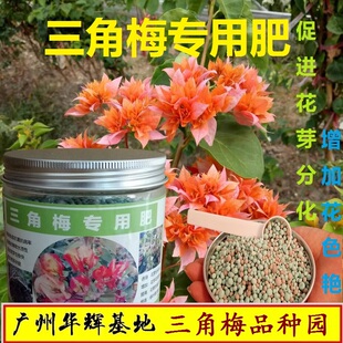 三角梅专用肥料直销家用催花四季开花肥营养液三叶梅花卉生根壮苗
