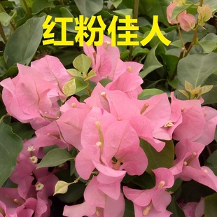 勤花红粉佳人深色暗斑丽人三角梅爬藤植物盆栽带花盆庭院四季开花