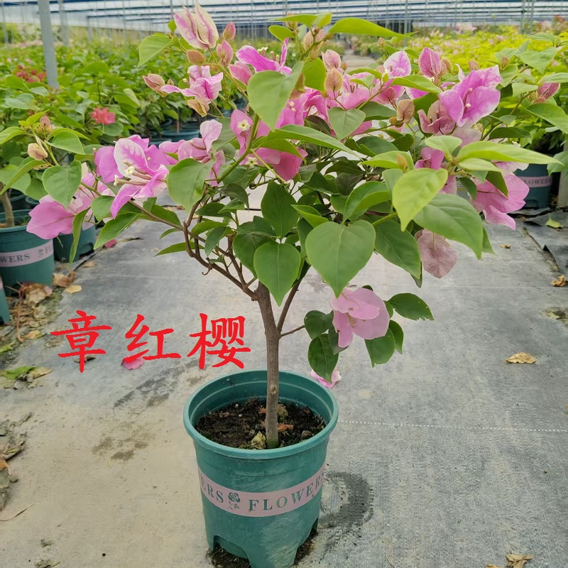 爬藤品种三角梅四季开花勤花