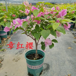 广红樱章红樱苹果花大苗三角梅苗爬藤植物盆栽带花盆客厅庭院四季