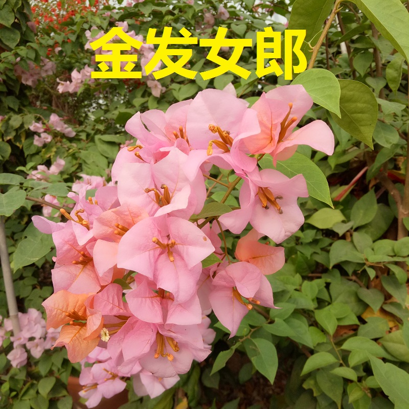 四季开花爬藤品种三角梅勤花抗冻