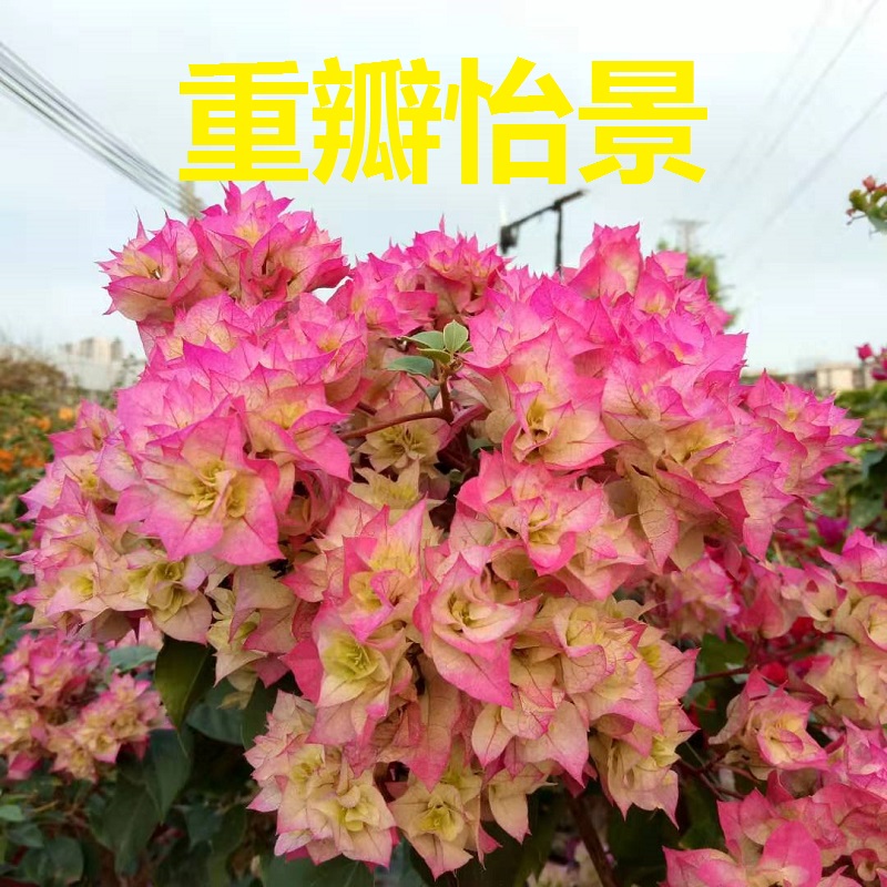 勤花重瓣怡景三角梅爬藤植物盆栽带花盆客厅庭院四季开花新款包邮