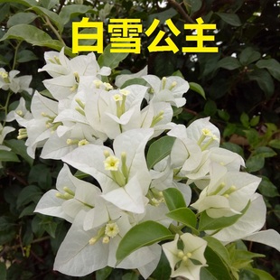 勤花三角梅白雪公主伊娃夫人白爬藤植物带花盆客厅庭院四季 包邮