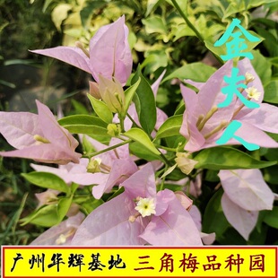 勤花金夫人三角梅爬藤植物盆栽带花盆客厅庭院四季开花新款包邮