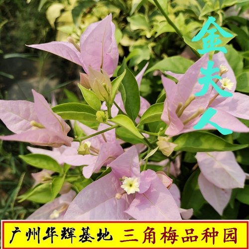 勤花大花型三角梅单瓣勤花新品种