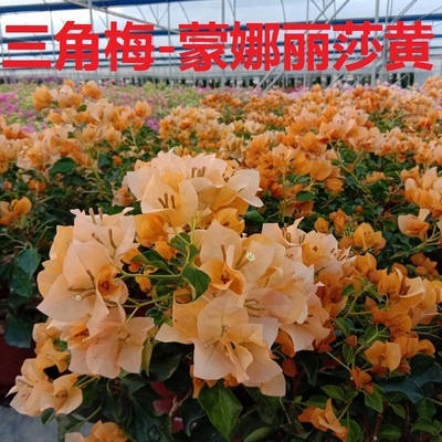 四季开花爬藤品种三角梅勤花品种