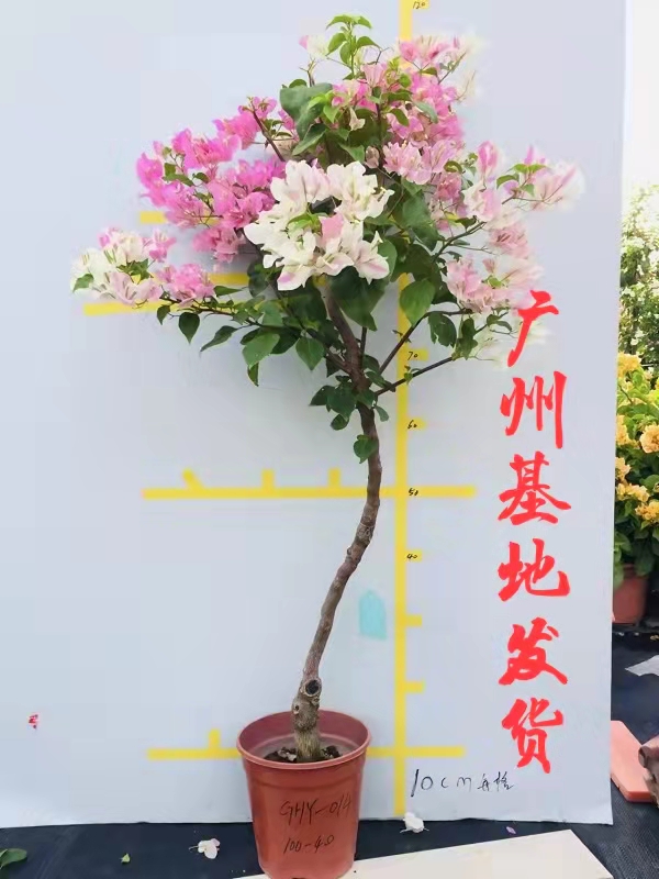 四季开花爬藤品种三角梅勤花品种