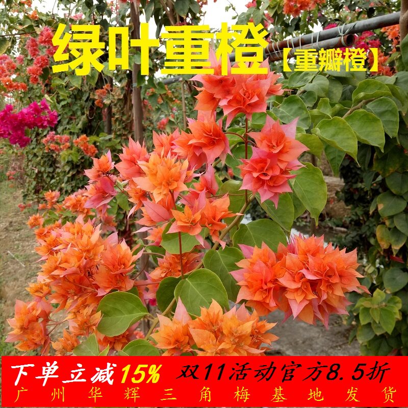 勤花重瓣橙三角梅盆栽带花梅花盆景爬藤植物冬季四季开花新款包邮怎么看?