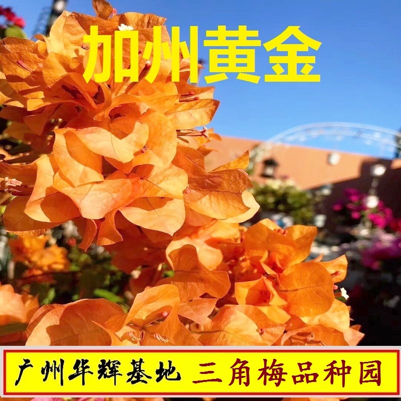 勤花加州黄金三角梅爬藤植物盆栽带花盆客厅庭院四季开花新款包邮