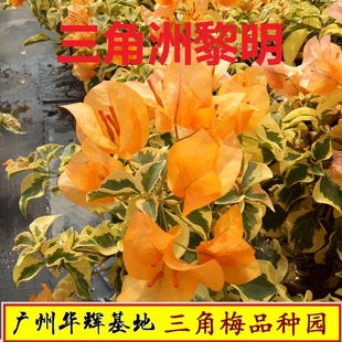 勤花金边叶黄三角洲黎明橙冰花叶品种金宫七彩新品粉蝶橙白色条纹