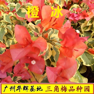 三角梅橙冰金边叶橙勤花品种绿植鲜花花卉花卉盆栽易活 四季花卉