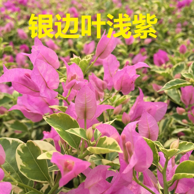 四季开花爬藤品种三角梅勤花爆花