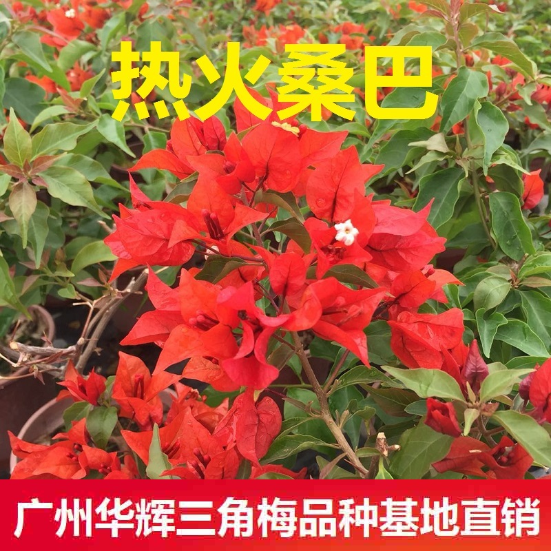 勤花正红热火桑巴三角梅爬藤植物盆栽带花盆客厅庭院四季开花包邮