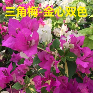 勤花金心双色三角梅爬藤植物盆栽带花盆客厅庭院四季开花新款包邮