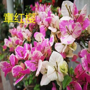 勤花百变漳红樱 三角梅爬藤植物盆栽带花盆庭院四季 开花新款 包邮