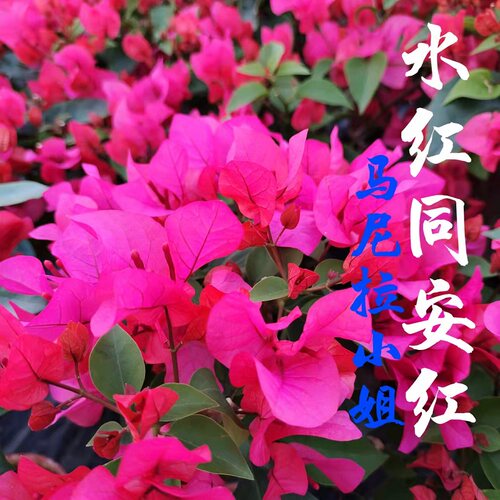 单瓣勤花单瓣三角梅四季开花