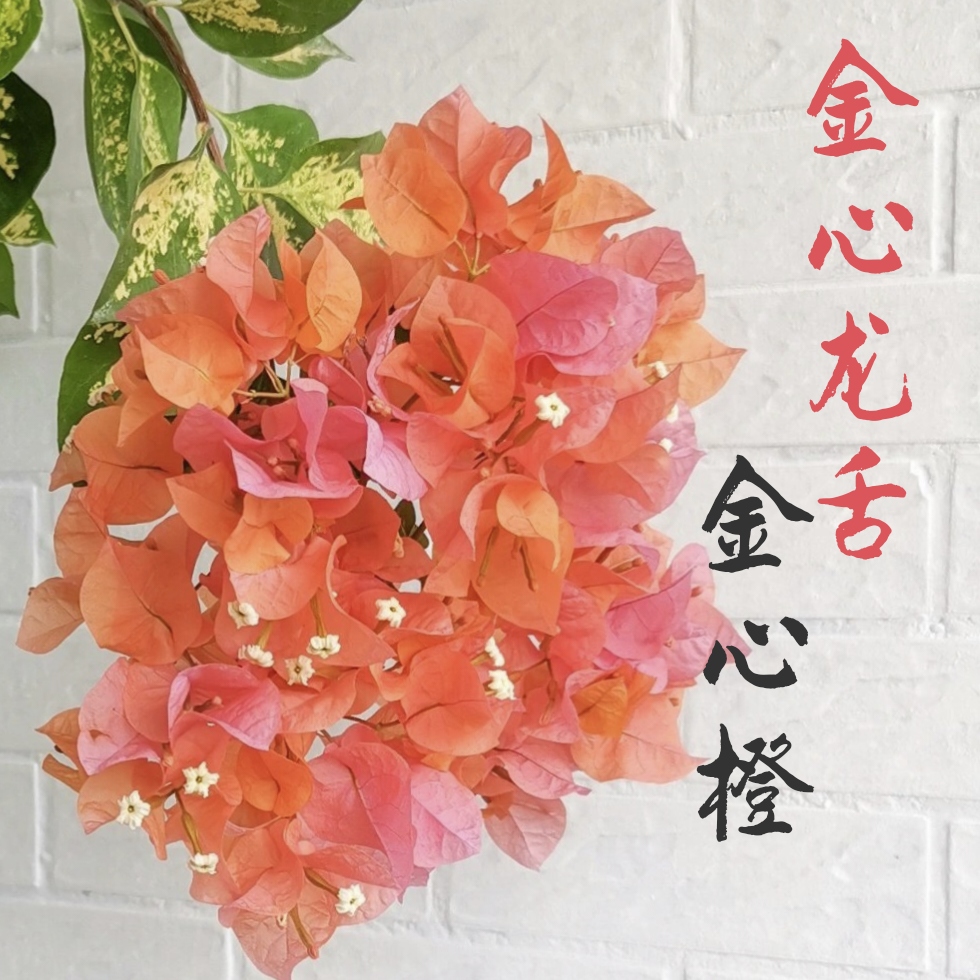 四季开花爬藤品种三角梅勤花品种