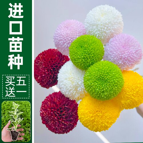 菊花苗开花对版乒乓菊多色客厅庭院好养活多年生盆栽地栽鲜花小苗