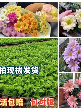 品种保真小雏菊宿根草本四季开花