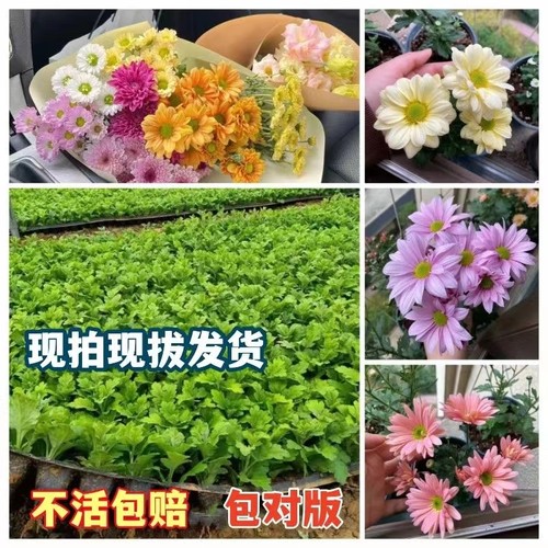 品种保真小雏菊宿根草本四季开花