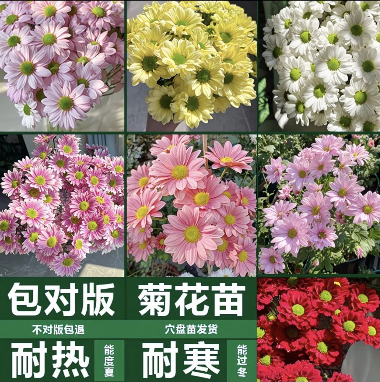 切花菊雏菊对版菊花苗盆栽地栽室内外好养活多年生花卉绿植三文鱼