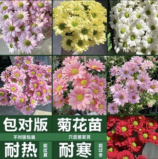 切花菊雏菊对版菊花苗盆栽地栽室内外好养活多年生花卉绿植三文鱼