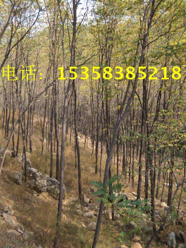 绿化苗木基地 ★刺槐大树苗★洋槐小树苗 较耐干旱、贫瘠在类目 鲜花速递/花卉仿真/绿植园艺, 花园植物/行道树/果树, 行道树/乔木中 - 来自Buy2taobao.com提供专业的淘宝代购服务