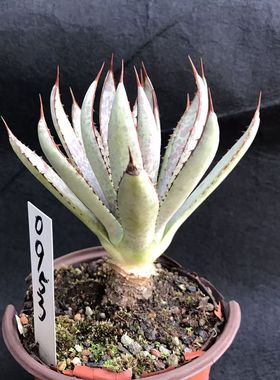 多肉园艺绿植沙生龙舌兰植物紫君血雨阳台客厅包邮办公室一物一拍