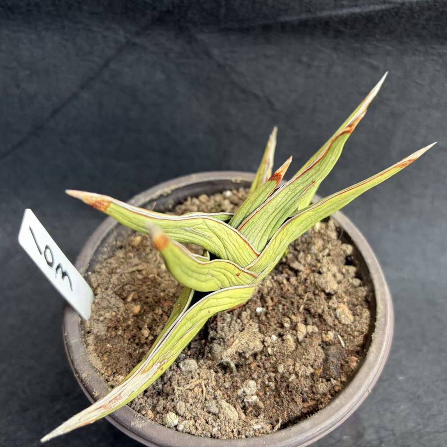 园艺绿植盆栽虎皮兰锦品种自认包邮阳台客厅窗台懒人植物一物一拍
