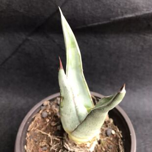 园艺绿植沙生龙舌兰植物长叶普米拉包邮阳台客厅庭院露养一物一拍