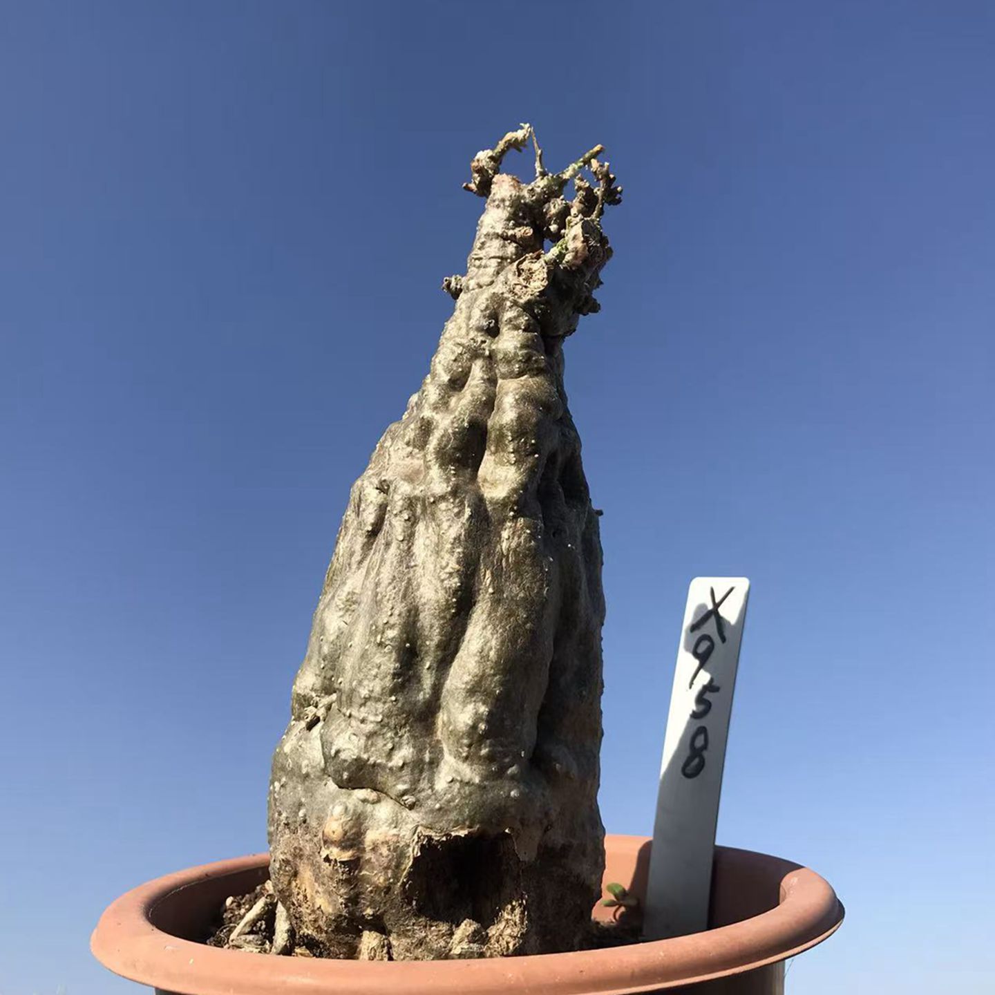 实生阳台块根植物沙漠苦瓜办公室