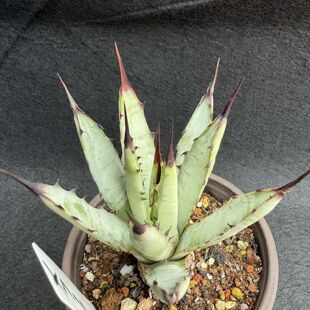 多肉植物园艺绿植龙舌兰八荒殿原种包邮阳台客厅庭院露养一物一拍