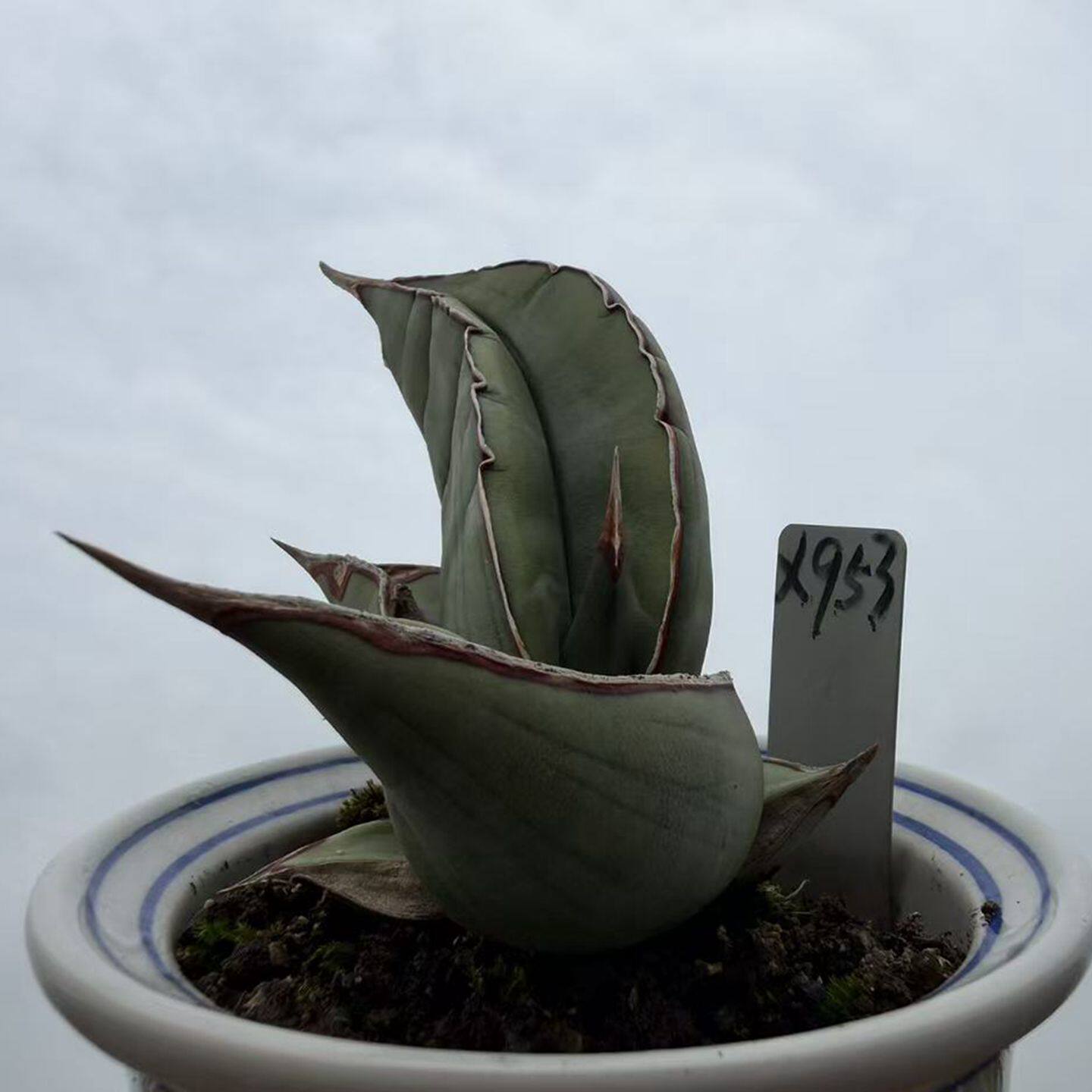 园艺绿植盆栽厚叶香蕉虎皮兰阳台客厅露养包邮植物办公室一物一拍