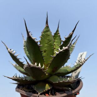 园艺绿植盆栽龙舌兰植物强刺霍利达包邮阳台客厅庭院露养一物一拍