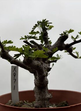 豆科园艺绿植沙漠苏木Senna meridionalis包邮阳台办公室一物一拍