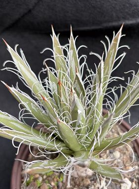 园艺绿植盆栽龙舌兰植物特选姬乱雪阳台客厅庭院露养包邮一物一拍