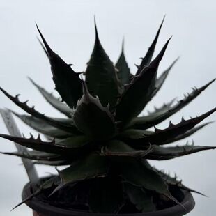 多肉园艺绿植盆栽龙舌兰姬霍利达阳台客厅办公室包邮植物一物一拍