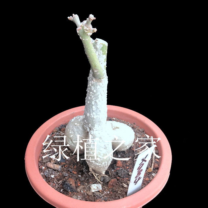 西番莲块根价格 西番莲块根图片 星期三