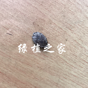 多肉植物   庭院植物   块根    沙漠苦瓜种子    随机发货