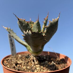 园艺绿植盆栽龙舌兰牛角龙瓜达龙包邮阳台客厅办公室植物一物一拍