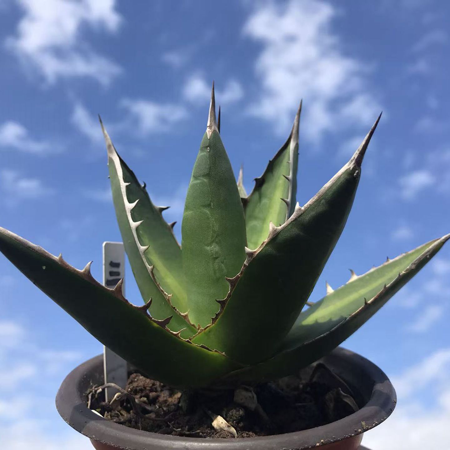 龙舌兰植物青皮帝释天阳台办公室