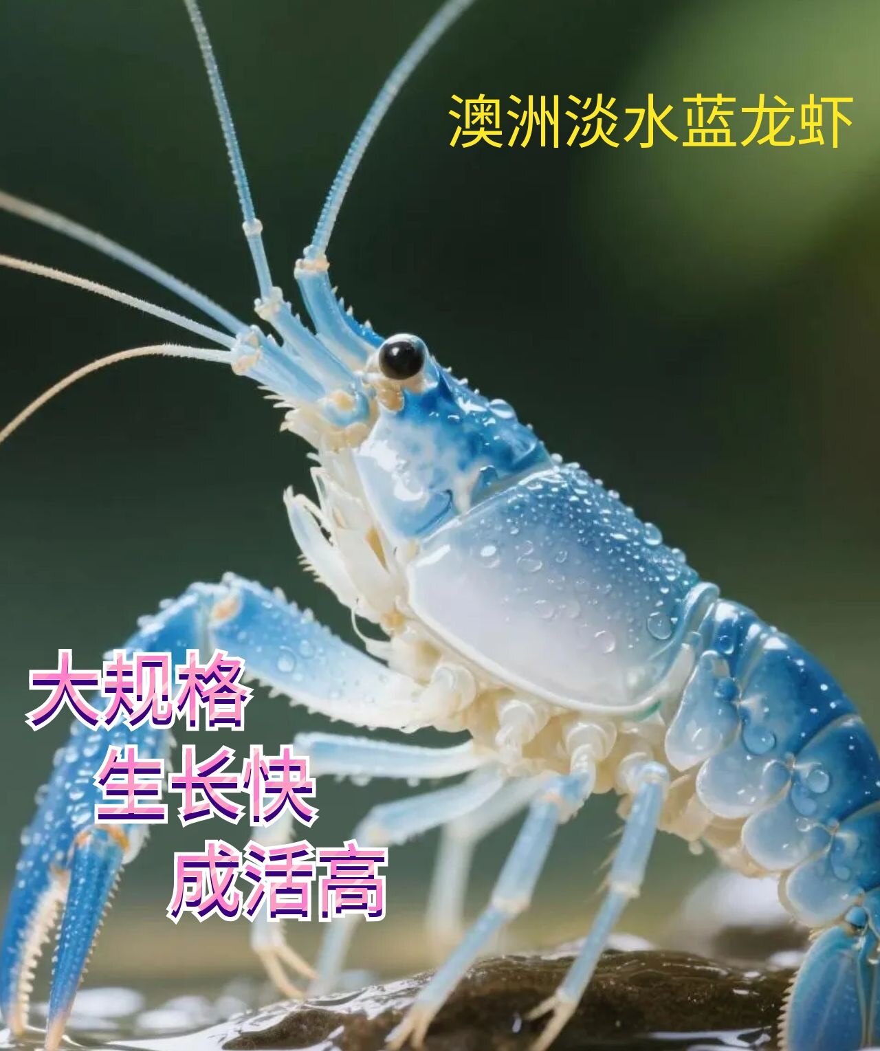 澳洲蓝龙虾淡水虾龙虾观赏虾宠物虾优质种苗幼苗活苗养殖小龙虾苗