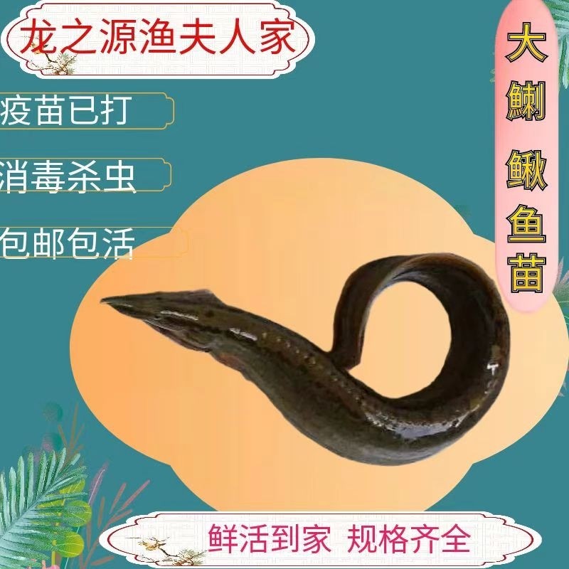 刺鳅鱼苗水花苗中华大刺鳅淡水刀鳅苗水花沙鳅鱼钢鳅刀鳅石锥鱼苗