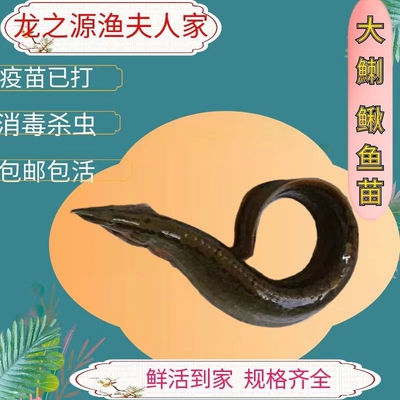 钢鳅淡水鱼刀鳅石锥鱼苗