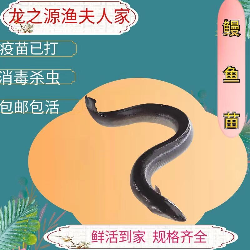 优质鳗鱼鱼苗白鳝鱼苗原生苗鳗鱼苗河鳗苗鳗鲡花鳗苗淡水活体包邮