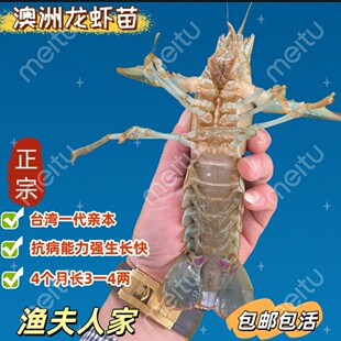 优质新鲜澳洲淡水龙虾苗鲜活食用清水清洁实惠龙虾优选活的直供苗