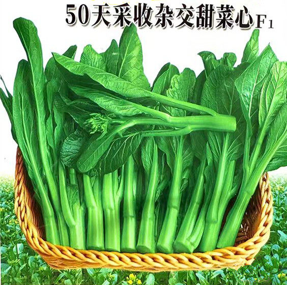 50天柳叶杂交菜心种子夏秋季杂交油青菜心菜苔种籽蔬菜种子好易播
