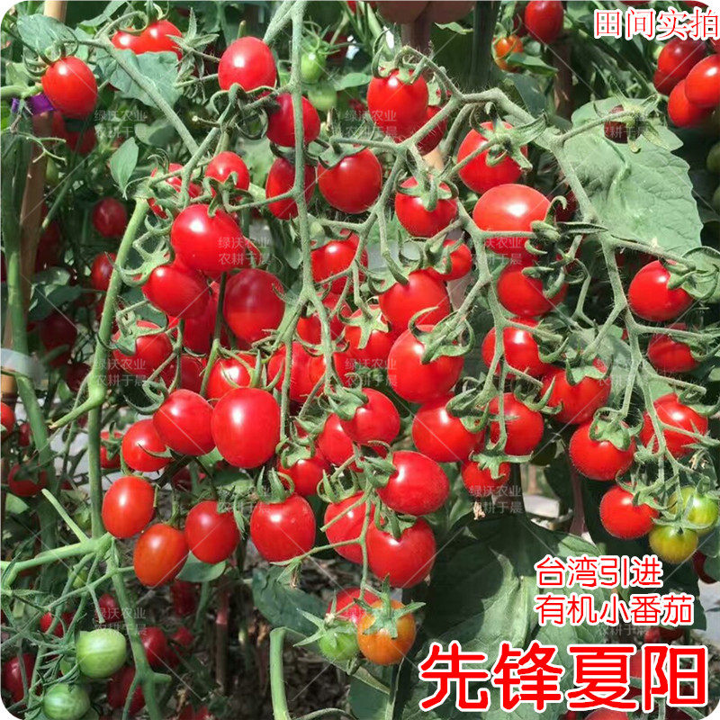 种子阳台千禧水果小番茄包邮