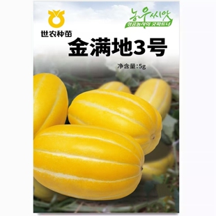 金满地3号甜瓜种子香瓜菜籽硬皮果肉白色早熟甜瓜种子世农种苗正