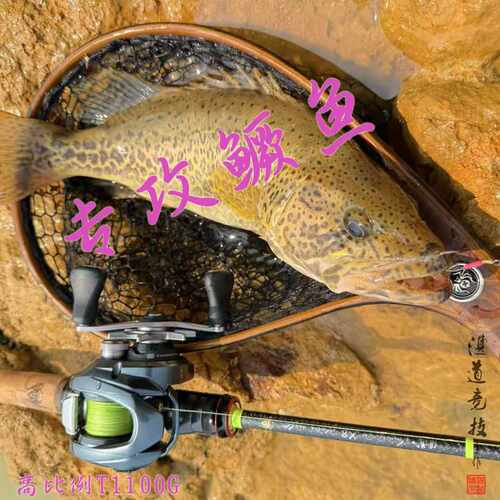 湛道652LX鳜鱼鲈鱼竿虫竿